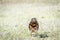 Juvenile Black-chested snake eagle in the grass.