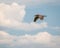 Juvenile Black-crowned Night-Heron Flying