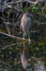 Juvenile Black-crowned night heron looking at its reflection.Big Cypress National Preserve.Florida.USA