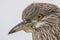 Juvenile black-crowned Night-Heron ocean bird with brown and white feathers and orange eyes