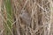 Juvenile Black Crowned Night Heron Sleeping in the Reeds