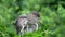 Juvenile Black-crowned Night Heron in a Tree