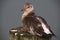 Juvenile Black-headed Gull