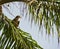 A juvenile Black Kite on a palm tree