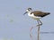 Juvenile Black-necked Stilt