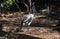 Juvenile, Black-necked Stork (Ephippiorhynchus asiaticus) or Jabiru