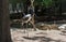 Juvenile, Black-necked Stork (Ephippiorhynchus asiaticus) or Jabiru