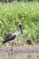 Juvenile Black-necked Stork - Jabiru - Ephippiorhynchus asiaticus