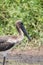 Juvenile Black-necked Stork - Jabiru - Ephippiorhynchus asiaticus