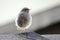 Juvenile Black Redstart