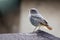 Juvenile Black Redstart