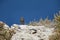 A juvenile black redstart perched on the coastal rocks of the Algarve Portugal.