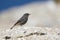 A juvenile black redstart perched on the coastal rocks of the Algarve Portugal.