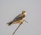 Juvenile Black-shouldered Kite