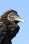 Juvenile Black Vulture (Coragyps atratus)