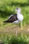 Juvenile black-winged stilt Himantopus himantopus bird standin