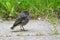 Juvenile blackstart bird