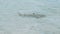 Juvenile blacktip reef shark swimming in shallow beach