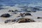 Juvenile blue-footed booby landing on rock next to Galapagos sea lion adult and pup resting on beach