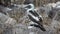 Juvenile Blue-footed Booby, Sula nebouxii, in the Galapagos