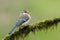 Juvenile blue tit