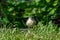 Juvenile blue tit bird, cyanistes caeruleus. Less than an hour after fledging from the nest box, hiding behind a blade of grass