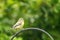 Juvenile blue tit perched on a wrought iron rail against lush green foliage background