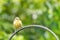 Juvenile blue tit perched on a wrought iron rail against lush green foliage background