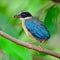 Juvenile Blue-winged Pitta