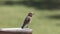 Juvenile Bluebird resting on feeder