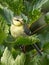 Juvenile bluetit