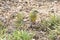 Juvenile Bokmakierie  Telophorus zeylonus  on the ground, Western Cape, South Africa