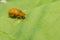 Juvenile bombardier beetle