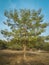 Juvenile bombax ceiba tree with lush green leaves standing on a grassland with a background of trees with blue sky.