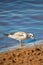 Juvenile Bonaparte`s Gull Larus philadelphia feeding along Shawano Lake in Wisconsin