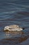 Juvenile Bonaparte`s Gull Larus philadelphia feeding along Shawano Lake in Wisconsin