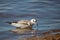 Juvenile Bonaparte`s Gull Larus philadelphia feeding along Shawano Lake in Wisconsin