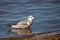 Juvenile Bonaparte`s Gull Larus philadelphia standing in Shawano Lake in Wisconsin