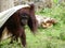 A juvenile Borneo Orangutan wrapping itself in a blanket