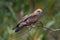 Juvenile Brahminy kite precariously perched