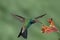 Juvenile Broad-billed Hummingbird against green background