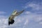 Juvenile Broad-billed Hummingbird against sky background