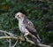 Juvenile Broad-winged Hawk hunting