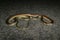 Juvenile Bronzeback tree snake, Dendrelaphis tristisâ£