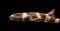 Juvenile brown banded bamboo shark isolated on a black background, tropical fish from the pacific ocean