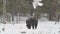 Juvenile Brown bear in the snow in the winter forest. Scientific name: Ursus arctos. Natural habitat. Winter season