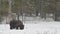 Juvenile Brown bear in the snow in the winter forest. Scientific name: Ursus arctos. Natural habitat. Winter season