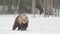 Juvenile Brown bear in the snow in the winter forest. Scientific name: Ursus arctos. Natural habitat. Winter season