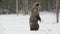 Juvenile Brown bear in the snow in the winter forest. Scientific name: Ursus arctos. Natural habitat. Winter season