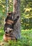 Juvenile Brown bear (Ursus Arctos Arctos) climb on the tree